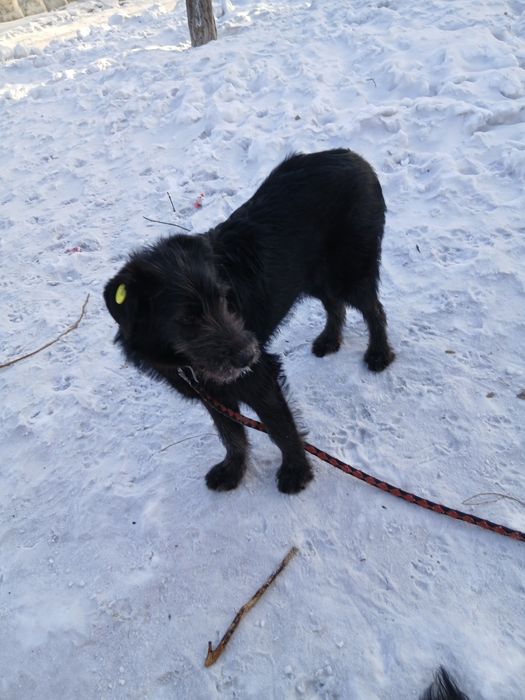 Милые собачки в добрые руки.