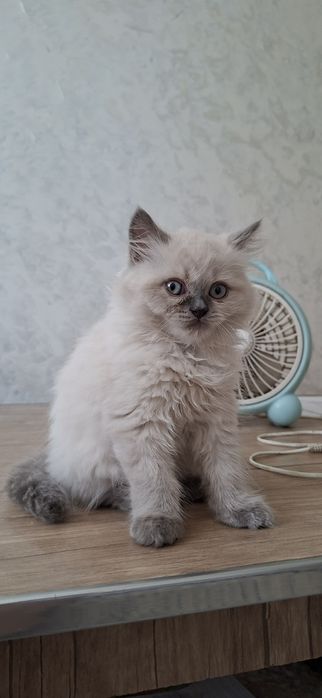 Toza qon shotlandla sotiladi, oxirgi rasmda ota-onasi