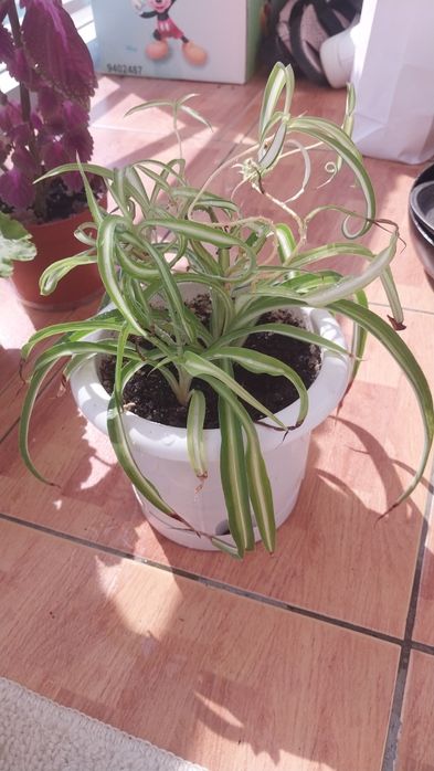 Продам комнатные цветы