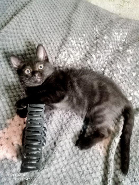 Отдам в добрые руки.