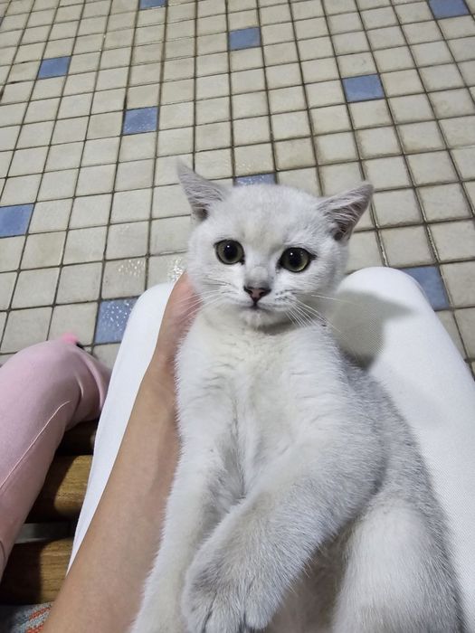 Кошка шотландская серибристая шиншила СРОЧНАЯ ПРОДАЖА