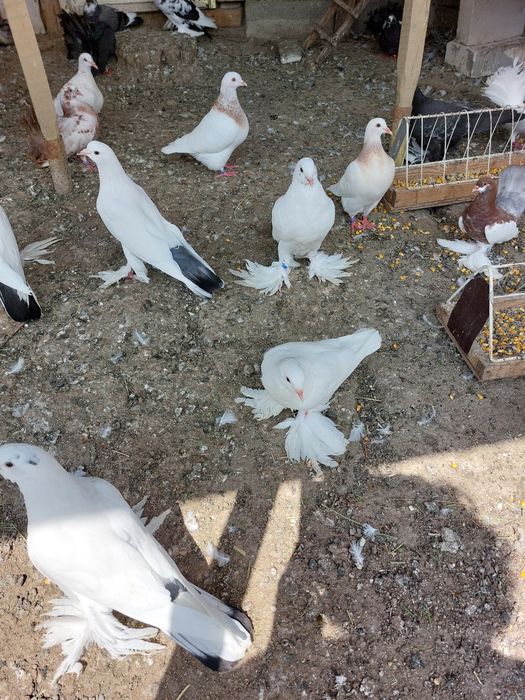 Vind porumbei tineret și maturi