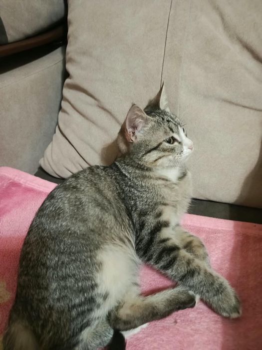 Котик в добрые руки
