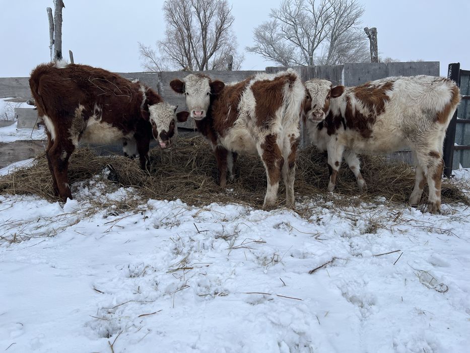 Продам телят в количестве 3 голов сименталы
