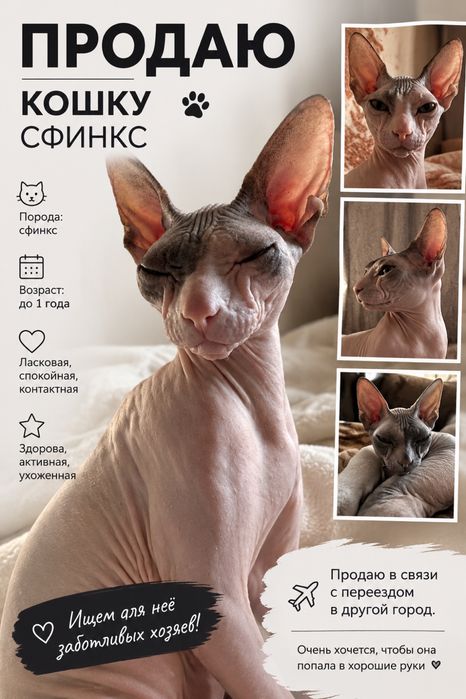 Продам кошку сфинкс