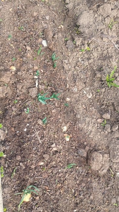 Клубника рассада