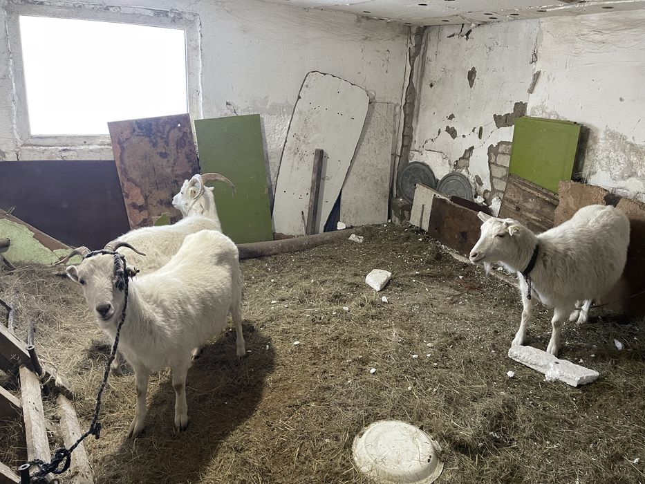 Ешкі Козы сатылады Срочноо!