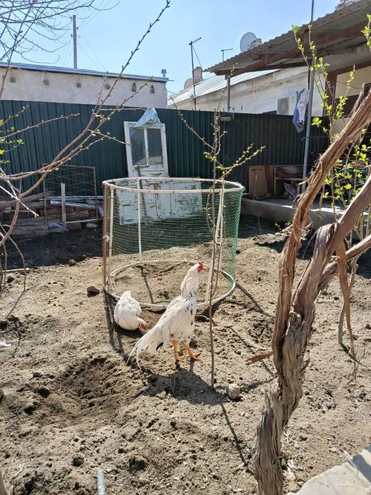 Даканг ок товук ва хуроз тухуми сотилади.