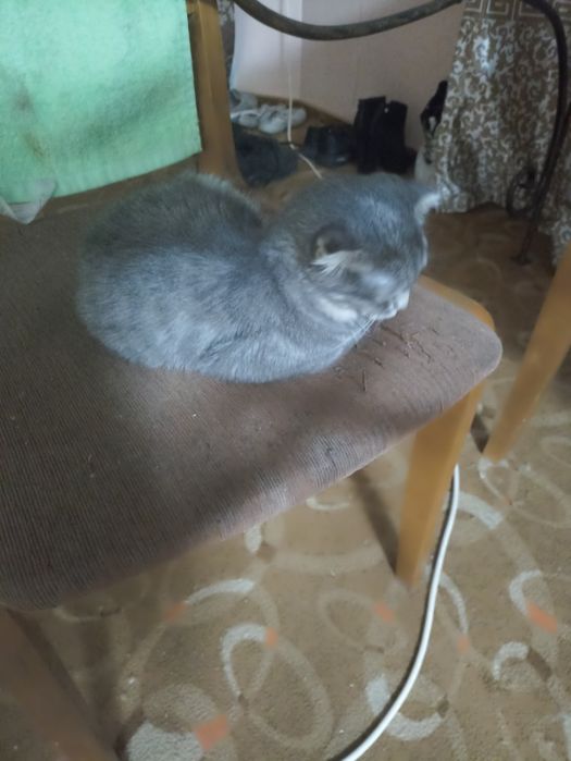 Отдам котят в хорошие руки