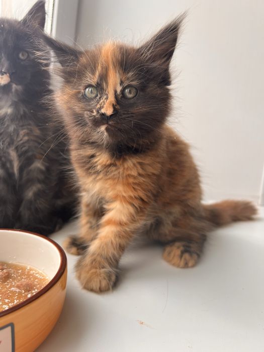 Продам Мейн Куна девочку