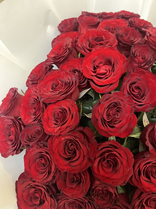 51 роза красный свежи