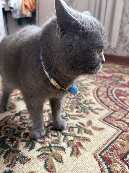 Britansky toza qon mushukcha