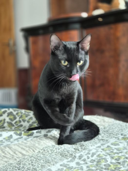 Pui de pisica, 7 luni, adoptie pisici