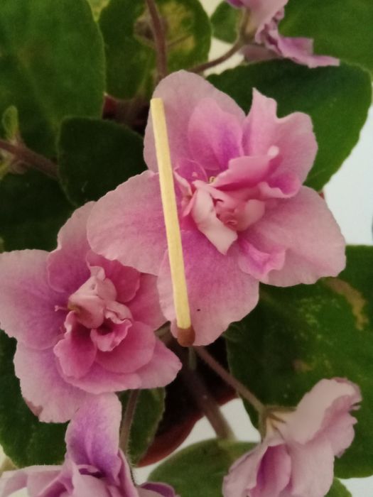 Листочки по 200 т.