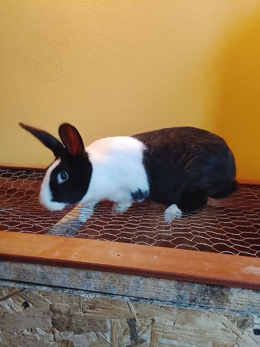 Iepure hycole francez femelă