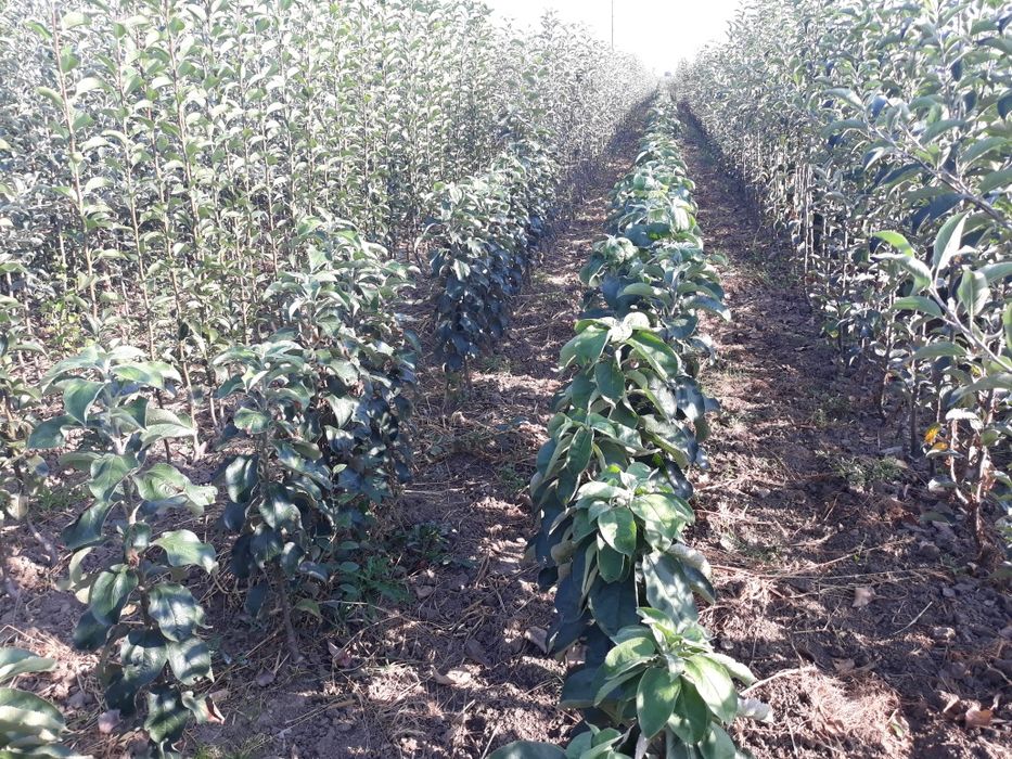 Pomi fructiferi certificati