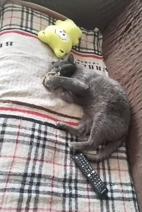 Котик в добрые руки