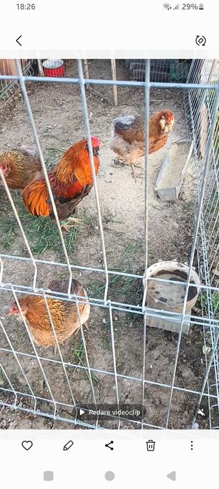 Araucana gât Aurii, Wiandotte GSG