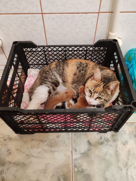 Cautam stapan/a pentru pisica si pui