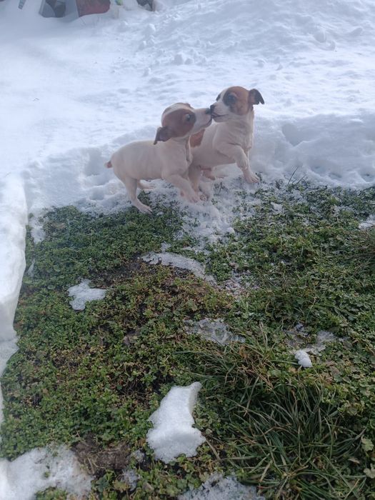 Мъжки джак ръсел