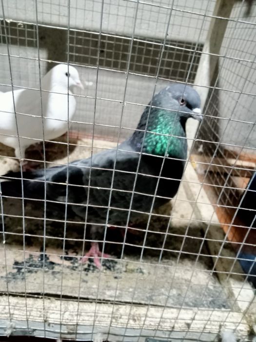 Продам голубей ...