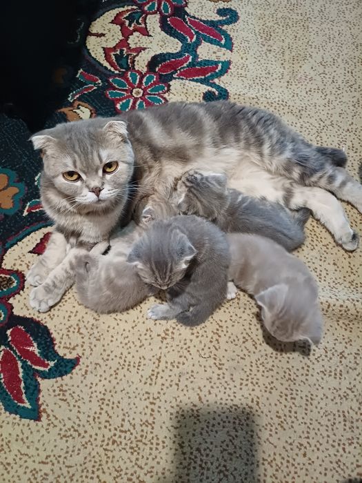 Шотланские вислоушки