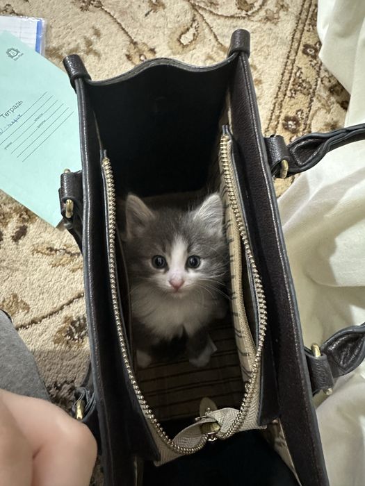 Котики,в хорошие руки