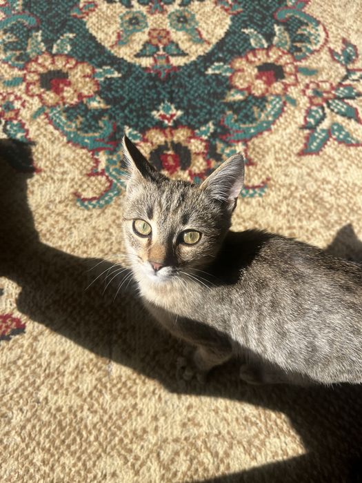 Котенок.