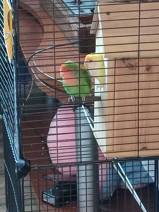 Продам папугаев вместе с клетко