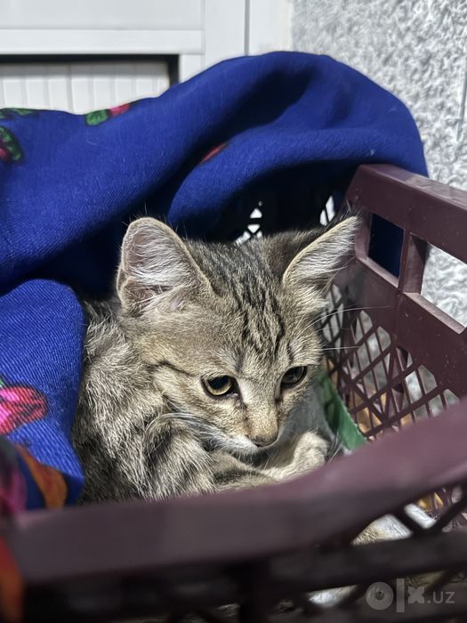 Котенок в добрые руки