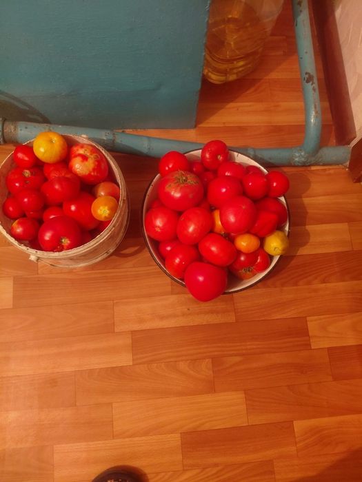 Продаём домашние помидоры