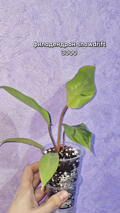 Продажа/обмен растений