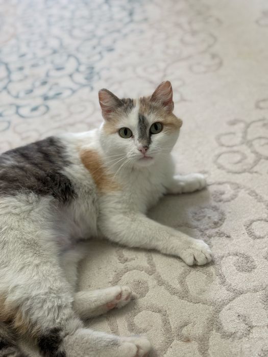 Отдам кошку в добрые руки