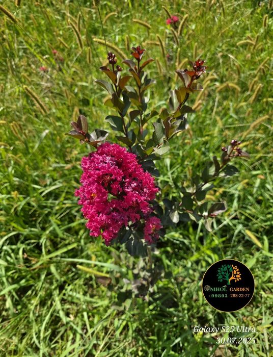 Cherri mocha Lagestreomia инд. Сирень