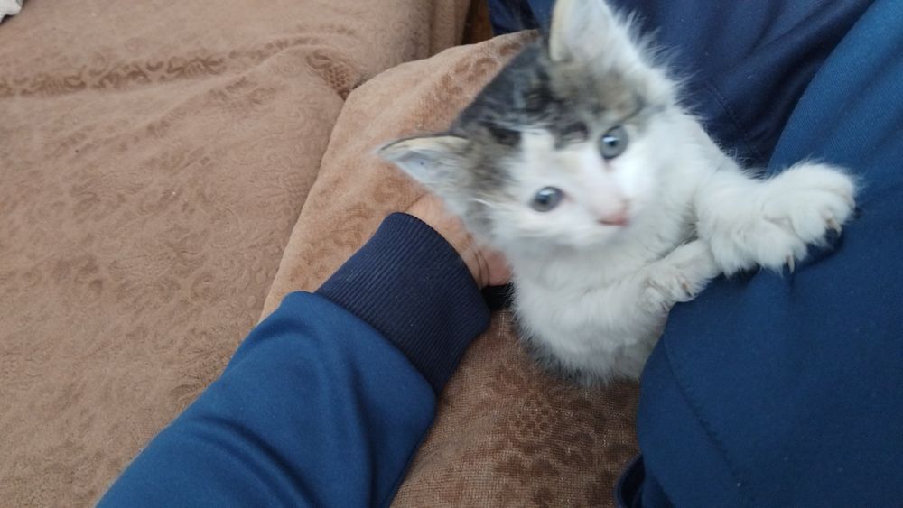 Подарявам женско котенце