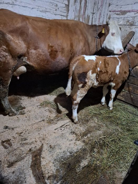 De vânzare vacă bălțată