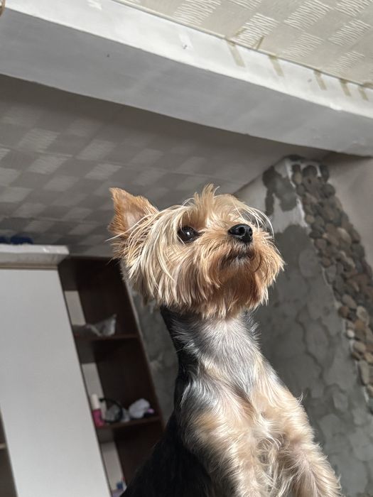 Потерялась собачка