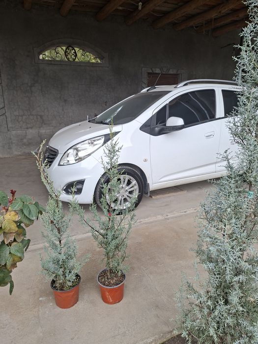 Аризоника Кипарис 1м Италия Привазной. Kiparis.