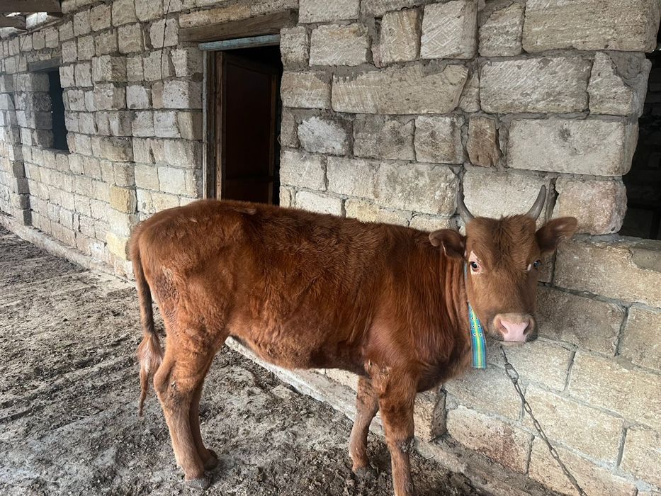 Баспақтар бар жастан өткен