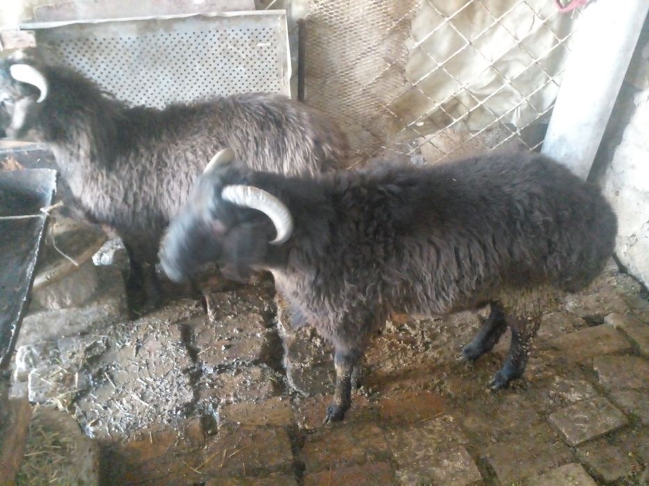 Семиз кочкорлар сотилади