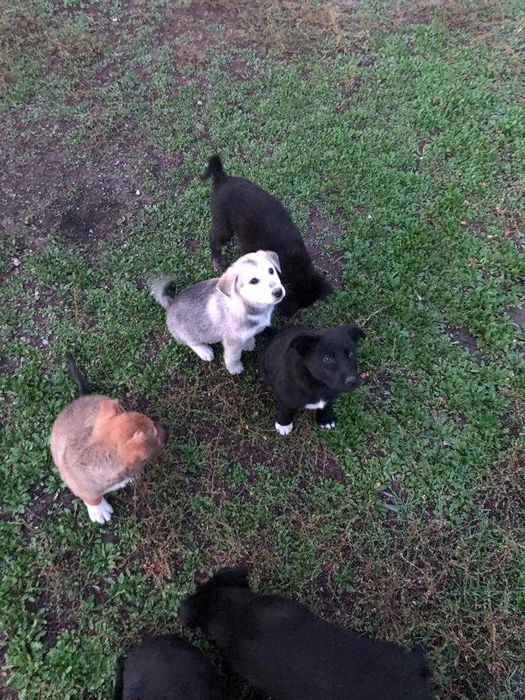 Отдам щенят в хорошие руки!