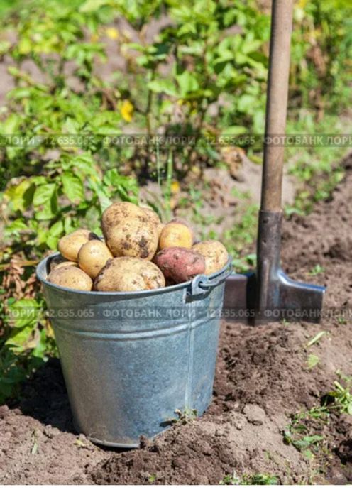 Продам картофель,2500 тенге большое ведро.