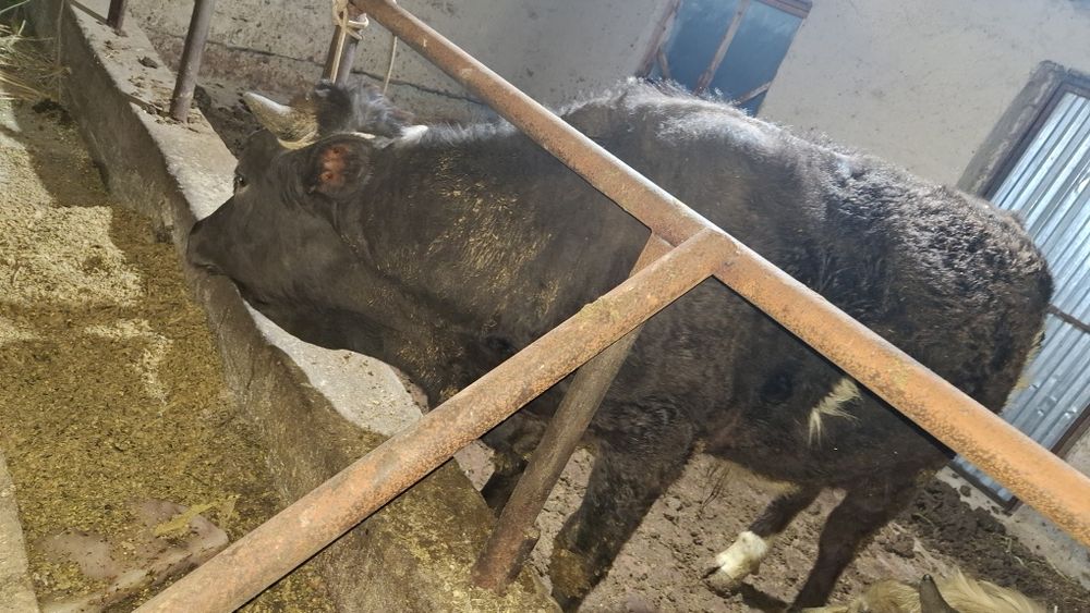 Швет новвослар 2та бир жойда сотилади соглом 100%