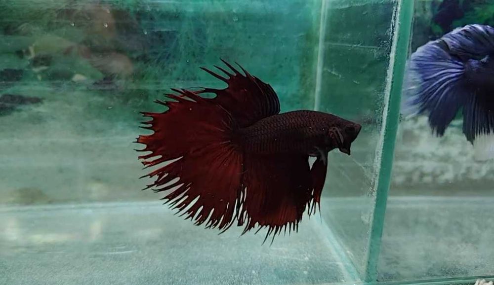 Pesti Betta Splendens Halfmoon Combtail Masculi Femele Acvariu