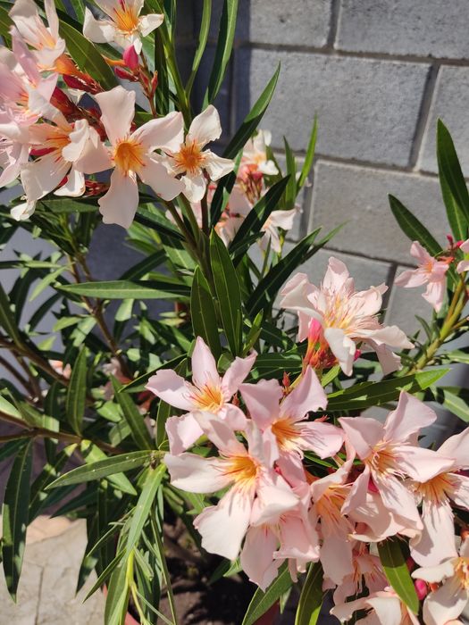 Олеандър ( Зокум )