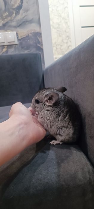 Шиншила девочка.