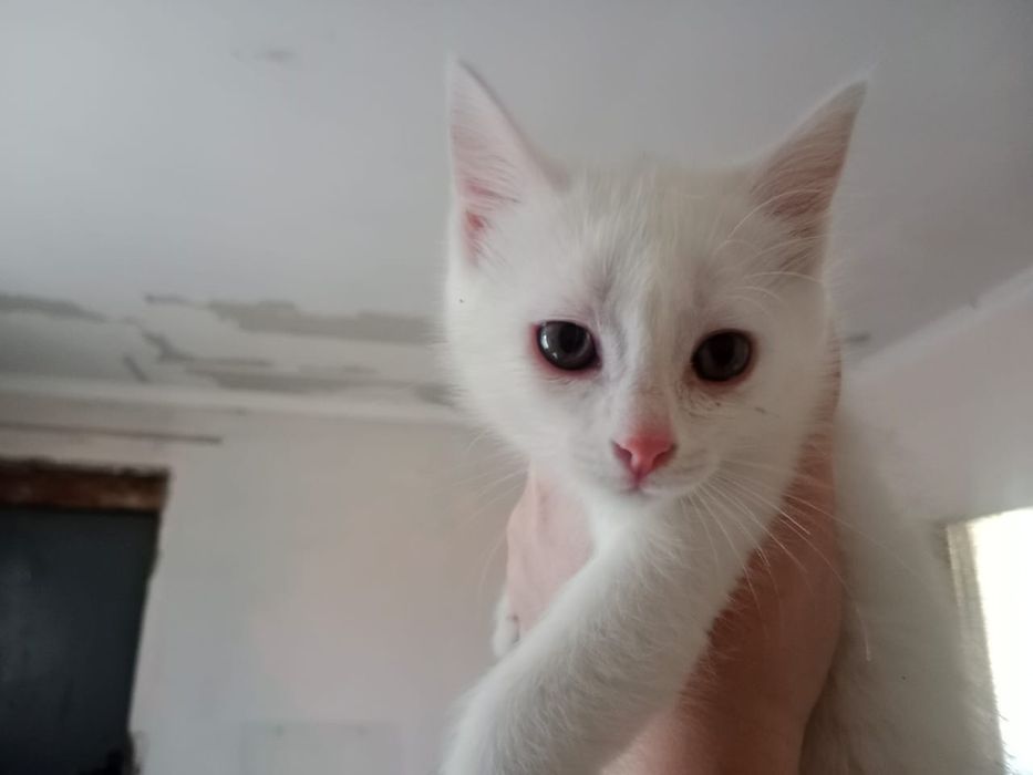 Котенок в хорошие руки!