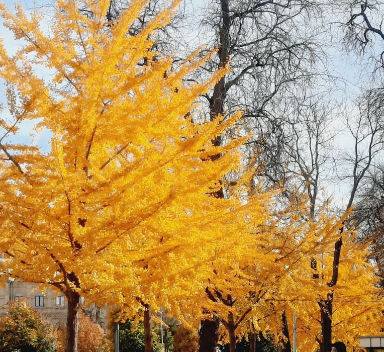 Гинко билоба уруғи