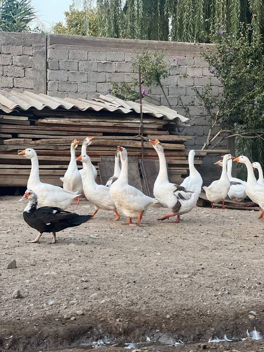 Гусы королевские, индоутки