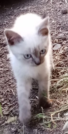 Котята мышелов  очень милые